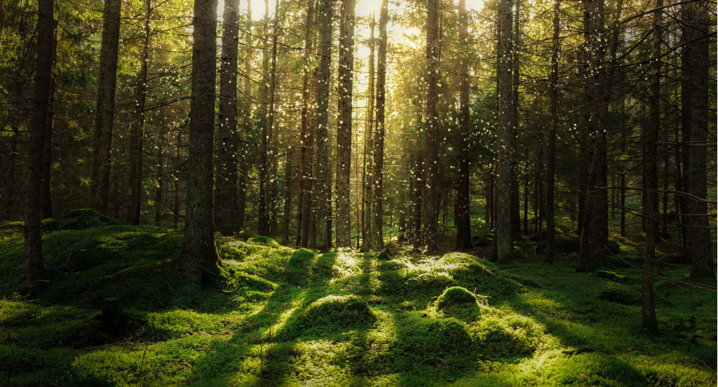 Dette er tekst som kommer opp hvis du holder musepekeren over bildet, ikke synlig ellers - MEN kan gjøres synlig om dere ønsker det.